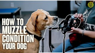 How To Muzzle Condition Your Dog [upl. by Herrod239]