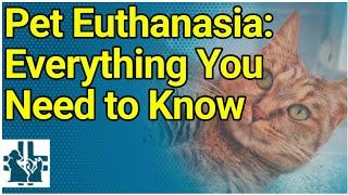 Pet Euthanasia Everything You Need to Know [upl. by Nonie367]