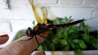 Dragonfly as a pet [upl. by Giule]