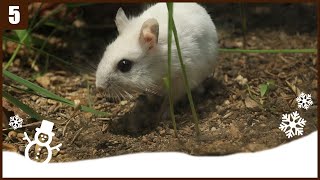 ep5 Wild hamster preparing for winter  6 month update [upl. by Rana104]