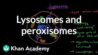 Lysosomes and peroxisomes  Cells  MCAT  Khan Academy [upl. by Layman710]