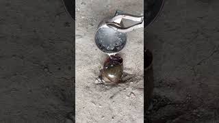 Casting Melting Aluminum Magic Creates Stunning Shell Art shorts viralvideo [upl. by Thoer528]