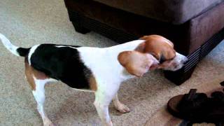 Beagle Reverse sneeze [upl. by Obmar835]