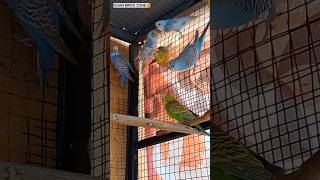 Budgies parrots🦜🦜subscribe lovebirds birds ytshorts youtubeshorts short youtube supportgoa [upl. by Jolda636]