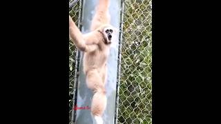 Lar gibbon callgibbonanimalsoundmamalsfelicityoflife [upl. by Northington407]