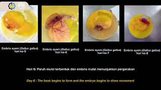 Praktikum Penetrasi Fertilisasi dan Tahap Perkembangan Awal Embrio Departemen Biologi  ITS [upl. by Odilo709]