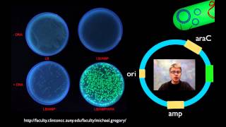 Chronic bacterial infection activates autoreactive B cells [upl. by Beitch]