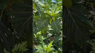 A beautiful breadfruit tree outside my room in Hoi An Vietnam 🇻🇳 travelvlog [upl. by Constantia105]