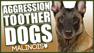 AGGRESSIVE BELGIAN MALINOIS TRAINING How To Train Aggressive Malinois Puppy [upl. by Orabla]