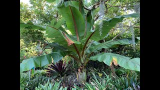 Abysinnian Banana  Ensete ventricosum [upl. by Ehud321]