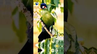 The Colors of Nature 15 Turaco Treasure Unveiling the Vibrant Colored Hartlubs Turaco Bird ✨👀✨ [upl. by Nileuqay830]