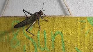 Ginormous Grasshopper aka Langosta  Tamarindo Costa Rica [upl. by Loar713]