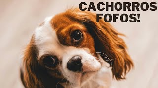 Vídeo de Cachorro Fofo  Para se ENCANTAR 😍 [upl. by Atkins]