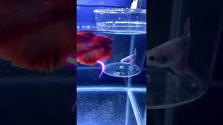 Male Betta fish Vs Female in breeding 😍 shorts breeding bettafish [upl. by Fleeman]