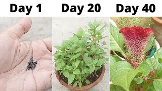 How To Grow Cockscomb From Seeds  How To Sow Cockscomb Seeds  Seed To Flower [upl. by Yeslaehc]