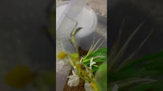 Hierodula Membranacea eating a cricket bug joeyy mantis familia artist [upl. by Idham614]