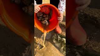 Crabbing at Hunstanton by the lighthouse oct 24 [upl. by Yregerg]