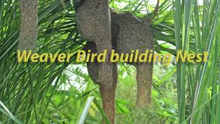 Weaver Bird Building Nest [upl. by Robbins877]