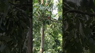 Beautiful Birdlong tailed minivet bird nature rishikesh [upl. by Mead]