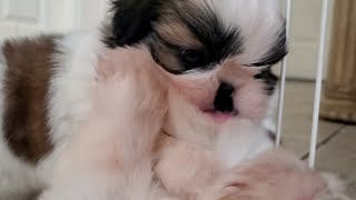 Shih Tzu Puppies play fighting game in their playpen  SUPER CUTE 😍 [upl. by Maite135]