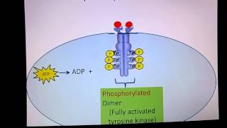 Receptor Tyrosine Kinase [upl. by Koblas620]