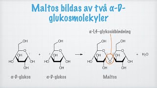 Mono di oligo och polysackarider [upl. by Grosvenor]