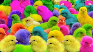 Colorful chicksbaby chicks funny clip Catch Cute Chickens Colorful ChickensRainbow Ayam 69 [upl. by Eilasor]