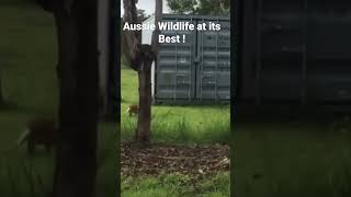 Wallaby vs Carpet Python [upl. by Kcirret]