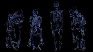 2 EVOLUTION PRIMATES  homologie et parenté [upl. by Wylie]