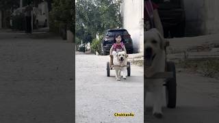 Epic 2  Baby Going school  dog Carey her 😐 shorts facts viralvideo cute dog youtubeshorts [upl. by Adnovad403]