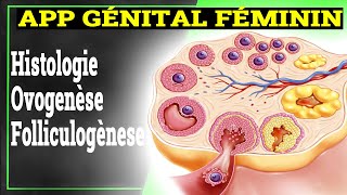 App Génital Féminin Ovogenèse Folliculogènese Hormones  Histologie [upl. by Nyleek]