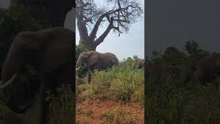 Tarangire National Park [upl. by Ahseiyt]