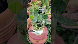 Begini Menanam Seedling Anggrek Tanpa Mengganggu Kesehatan Akar shorts orchids orchidcare [upl. by Anairt]