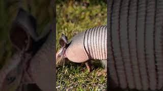 Nina amp Max Teach Kids About Armadillos 🦔 Cool Armadillo Facts for Kids [upl. by Townshend]