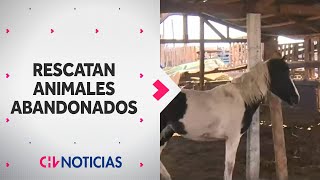 NARCOS HUYERON y abandonaron animales en una parcela en La Pintana  CHV Noticias [upl. by Bacon]