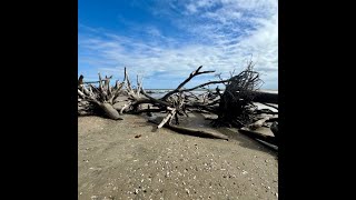 Edisto Islands BEST Kept Secret is Driftwood Beach [upl. by Buyers]