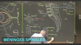 Anatomie des méninges spinales Neuroanatomie 2 [upl. by Gordon]