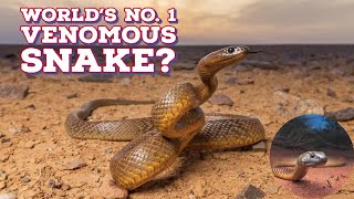 Inland Taipan Secrets of the Worlds Venomous Snake Inland Taipan [upl. by Neelyad]