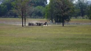 Horse carriage collision  accident [upl. by Sackey]