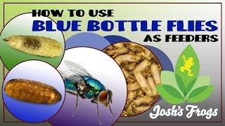 How to use Blue Bottle Flies As Feeders [upl. by Sekoorb]