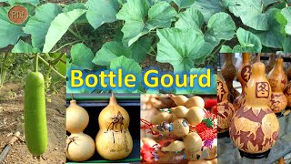 Bottle gourd  Calabash Lagenaria siceraria Nutrition facts health tips and more [upl. by Michaelina]