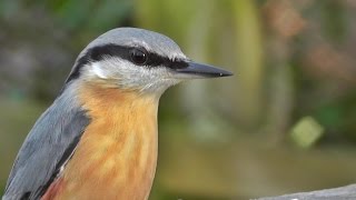 Nuthatch on The Gate at Tehidy Woods [upl. by Ilenay]