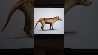 thylacine or Tasmania tiger sound and photos 🐅🐅 [upl. by Ravo]