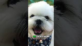 Meet the Malshi  Shih Tzu and Maltese Cross [upl. by Eikcir]