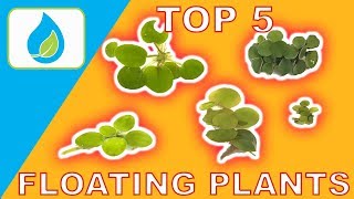 TOP 5 FLOATING AQUARIUM PLANTS [upl. by Graniela]