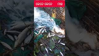 🐬🐬ନଦୀ ର ମାଛ🐠🐠 viralvedio shortsshortsvediovishnuvlogsshortfeed [upl. by Saber]