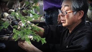 Kunio Kobayashi styles a Juniper Bonsai at BWB [upl. by Nayd426]