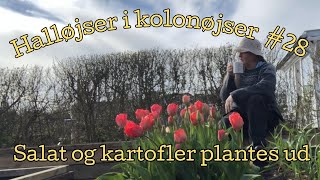 Kartofler og salater sættes ud 28  22 april 2024 [upl. by Ferd]