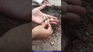 Discovering treasure metaldetecting treasurehunting shorts shortsfeed ytshorts youtubeshorts [upl. by Nehte]