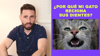 ¿Por qué mi gato rechina sus dientes [upl. by Ursola]